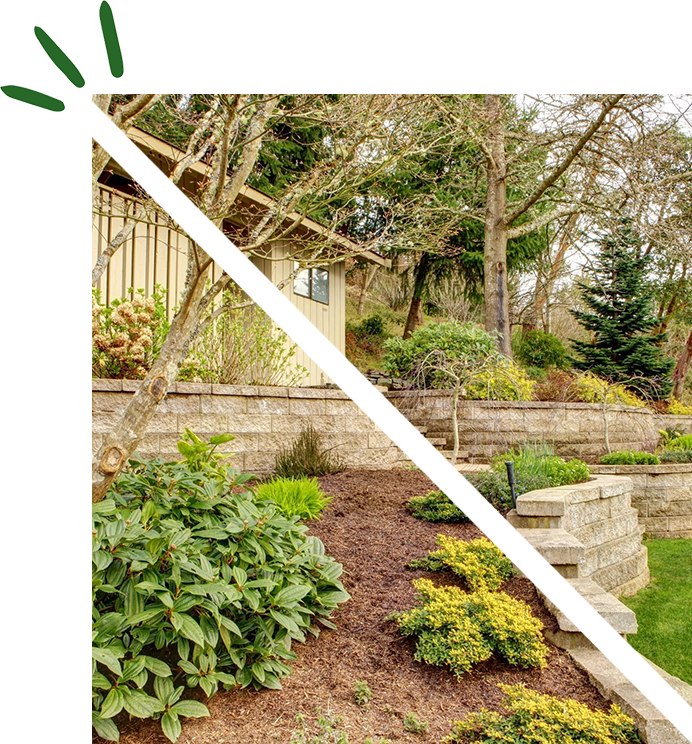 A garden with plants and trees in the background.