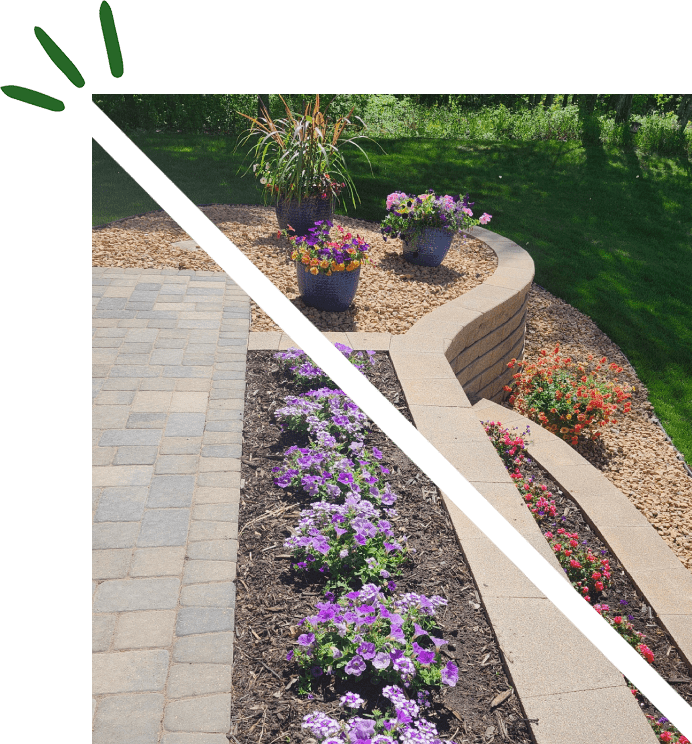 A garden with purple flowers and green grass.